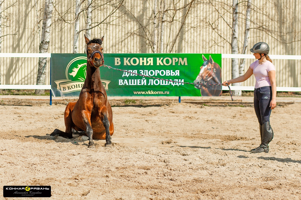 Кон сайт. Не в коня корм. КСК Росинант Рязань. Конный клуб Рязань. КСК Росинант фото.