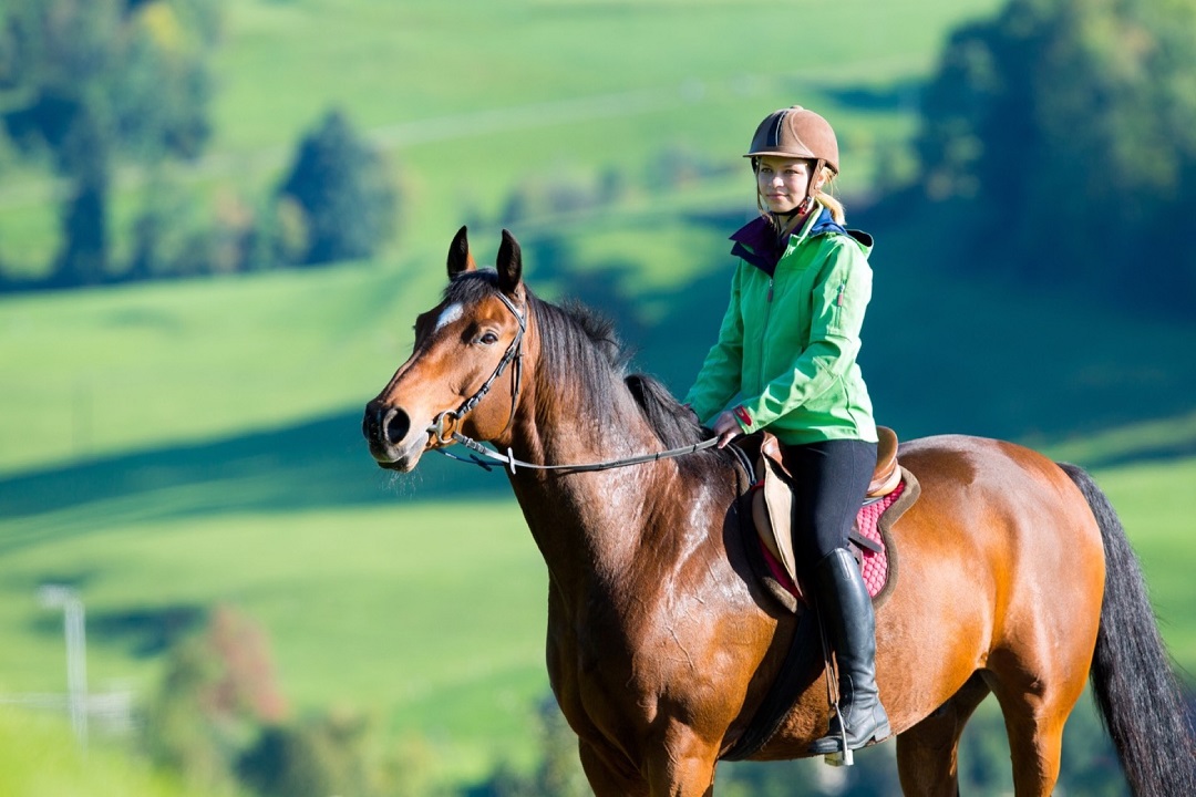 Езда в поле как элемент тренинга лошади и всадника